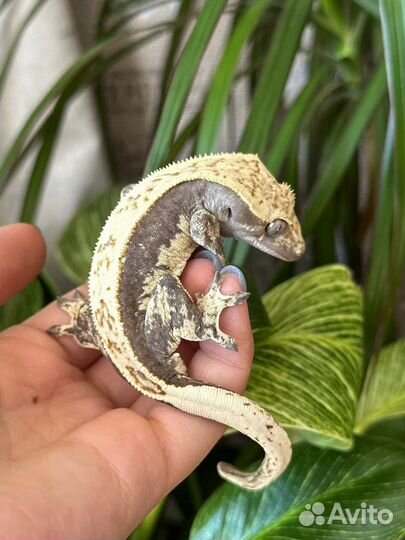 Реснитчатый бананоед