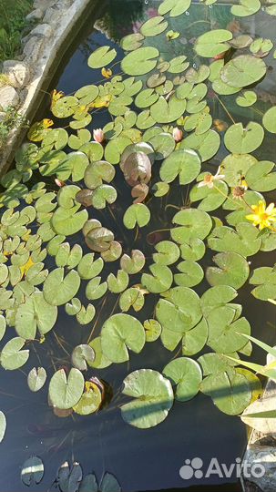 Кувшинки для пруда