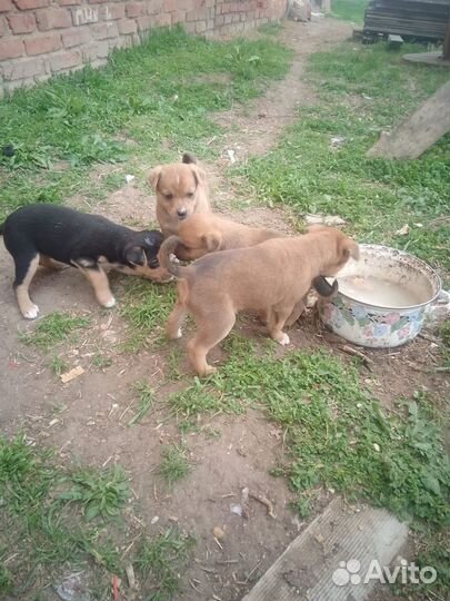 Щеночки в добрые руки