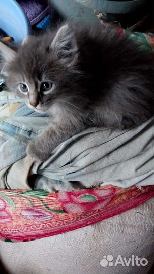 Котята