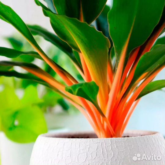 Хлорофиттум Грин Оранж