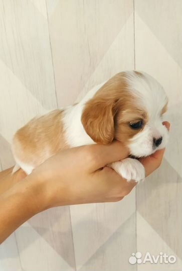Кавалер кинг чарльз спаниель