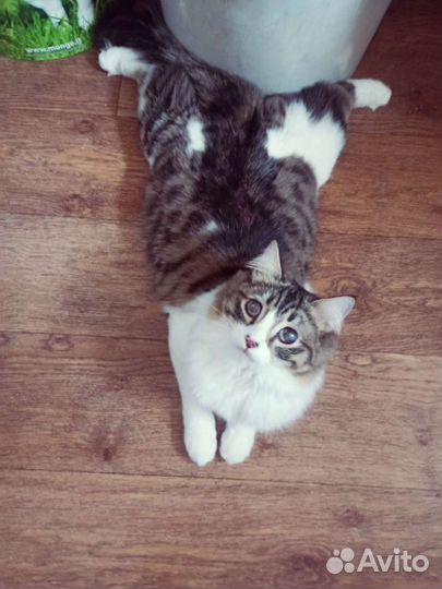 Необычный котик