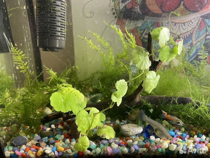 Аквариумное растение