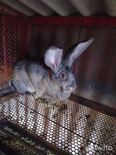 Продаются кролики