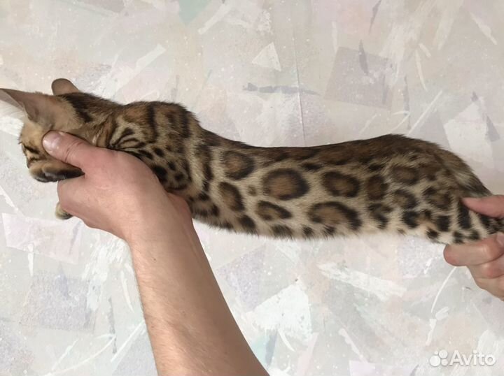 Элитные бенгалы