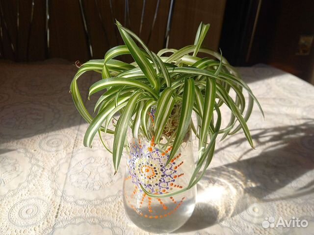 Хлорофитум хохлатый