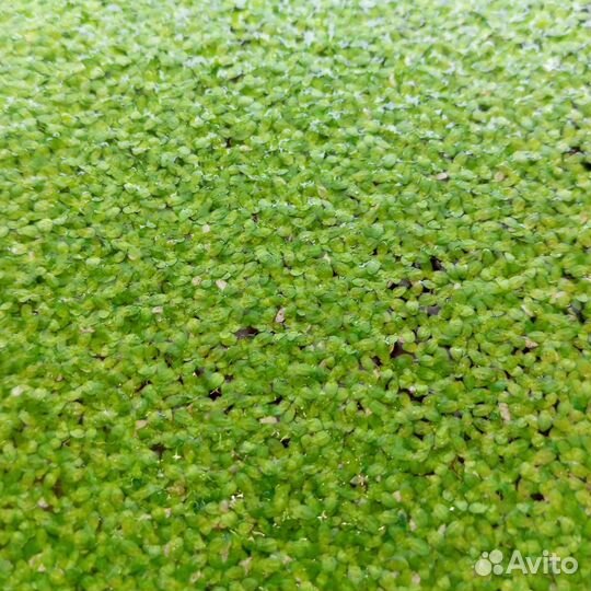 Ряска в аквариум