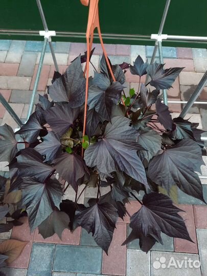 Ипомея батат декоративная