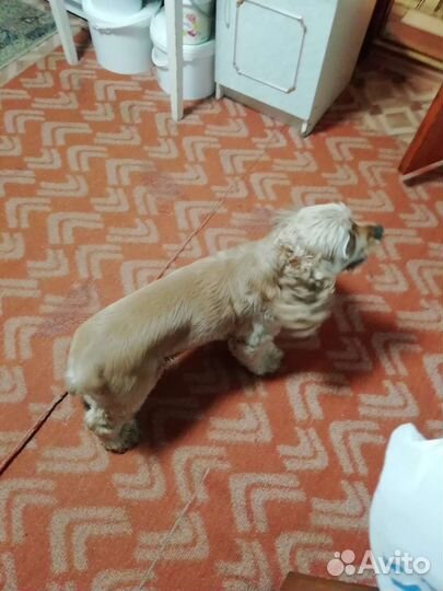 Кокер спаниель