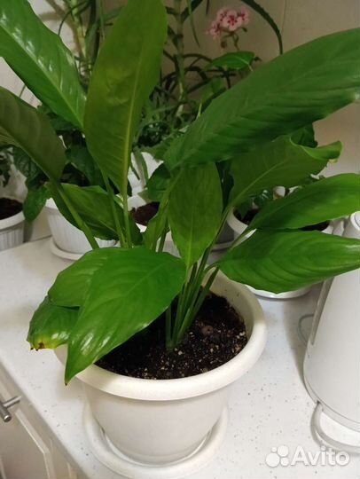 Спатифиллум или женское счастье