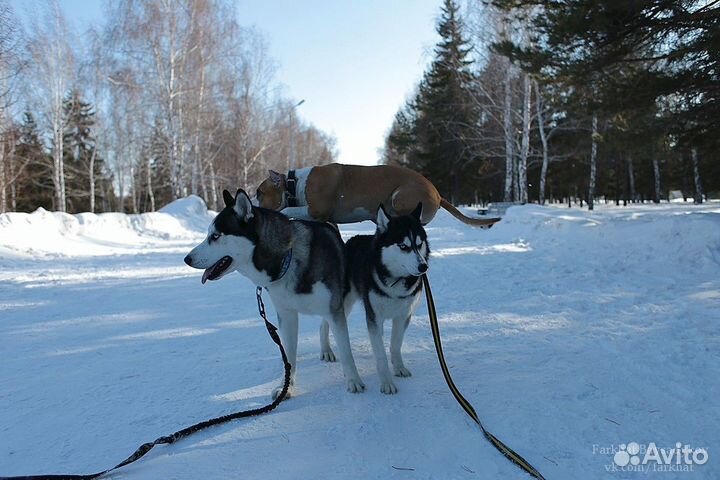 Дрессировка собак. Гостиница для собак. Передержка
