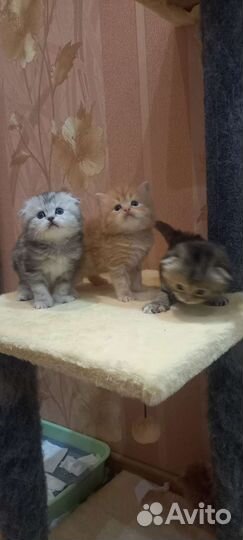 Продам Шотландских котят