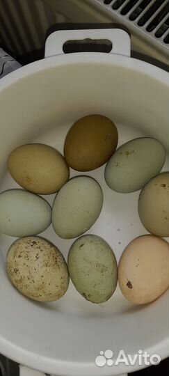 Яйца куринные домашние