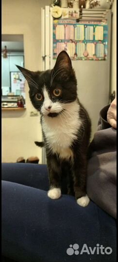 Кошка в добрые руки