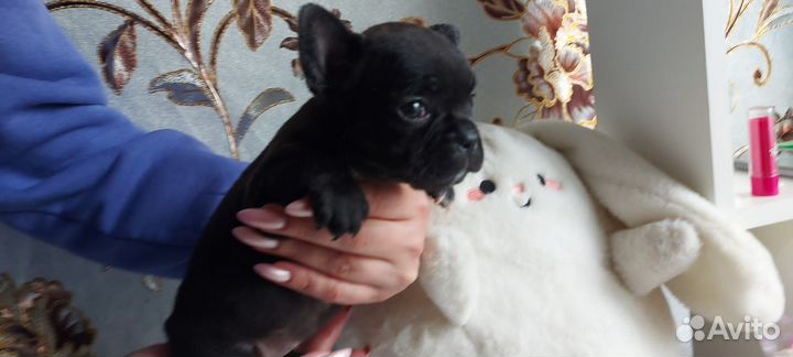 Щенки французского бульдога