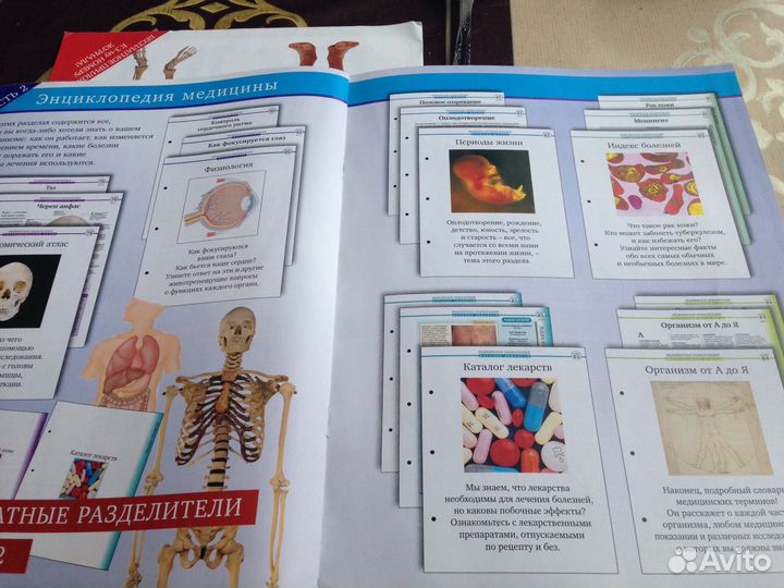 Тело человека