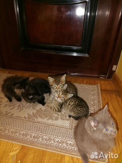 Котята в добрые руки