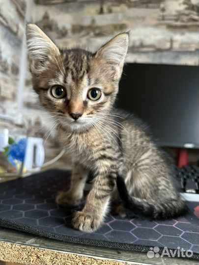 Котята