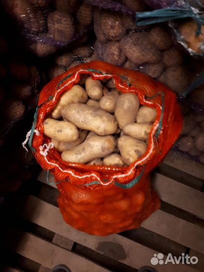 Картофель Голландка(настоящая)