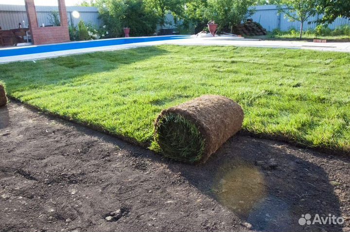Рулонный газон