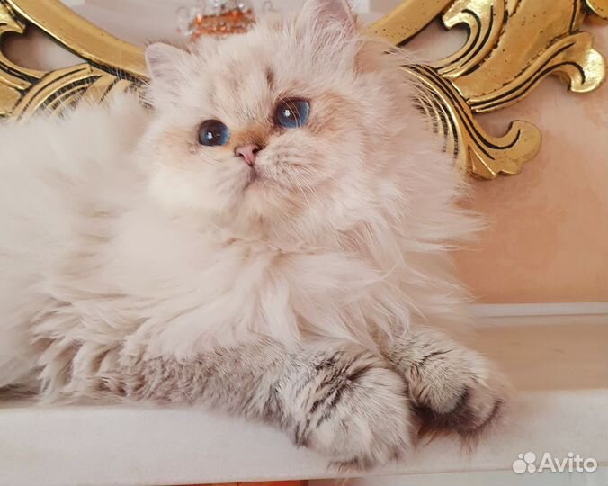 Кошки в дар