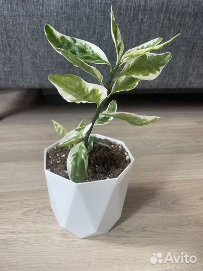 Комнатные цветы педилантус