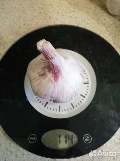 Чеснок крупный