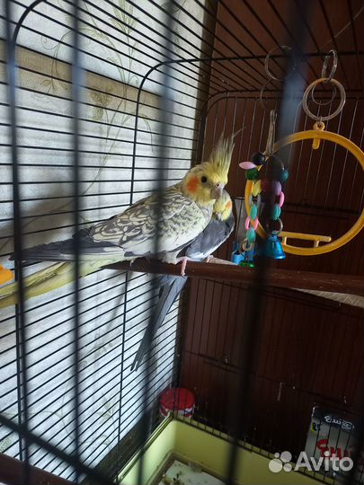 Попугаи корелла