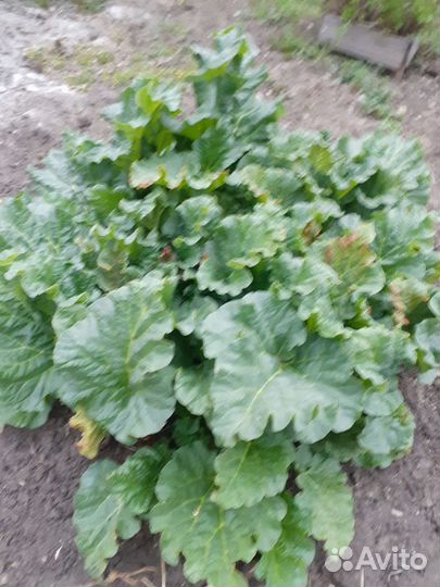 Ревень корень