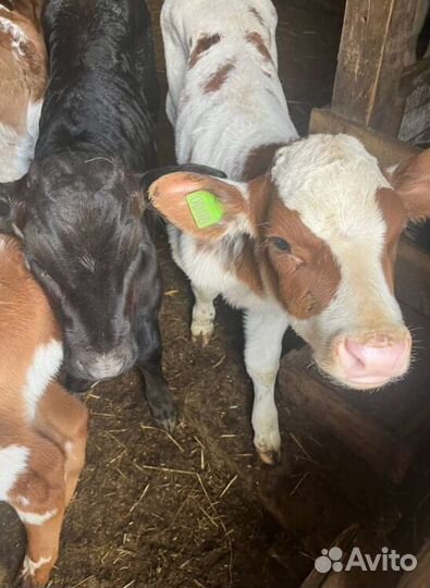 Отменные телята бычки с доставкой на транспорте