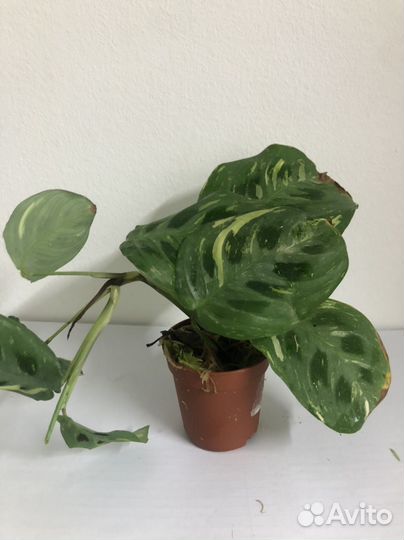 Маранта вариегатная