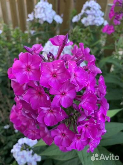 Многолетние цветы: Флоксы