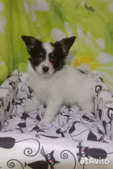 Щенки папийона