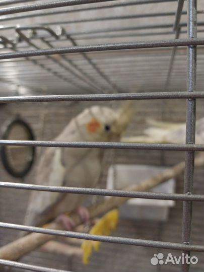 Попугай корелла пара