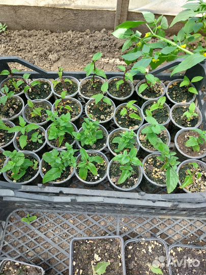 Мята сортовая 12 сортов