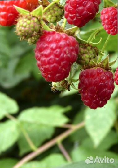 Продажа малина ягода