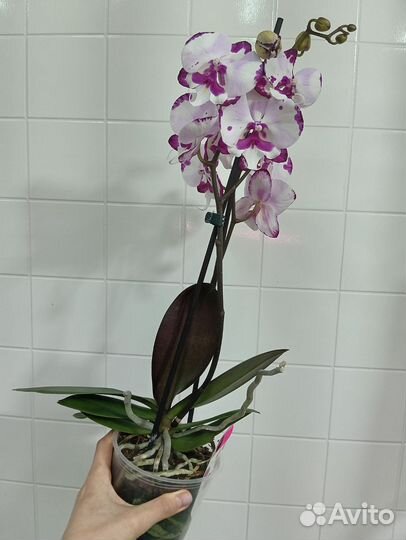 Орхидея фаленопсис