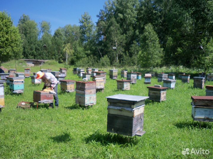 Мед с лесной пасеки