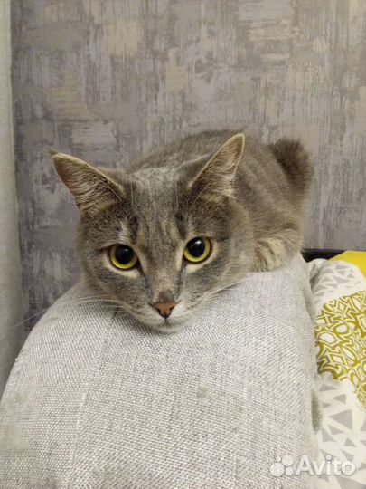 Передержка