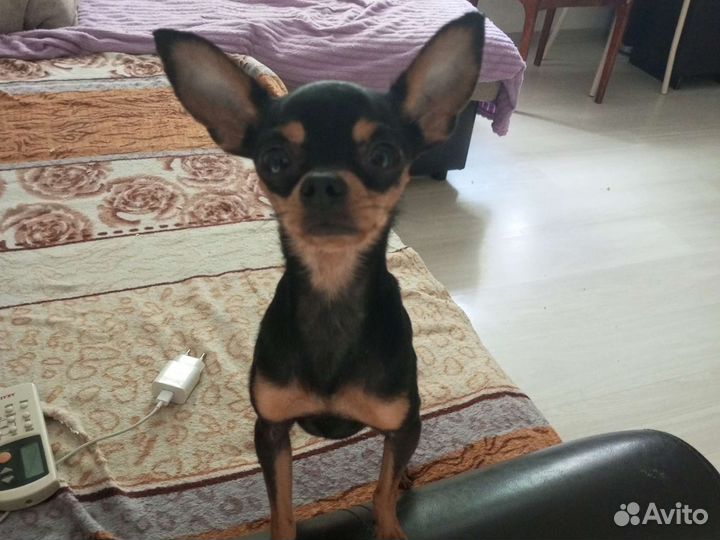 Вязка той терьера