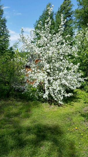 Дача 40 м² на участке 11 сот.