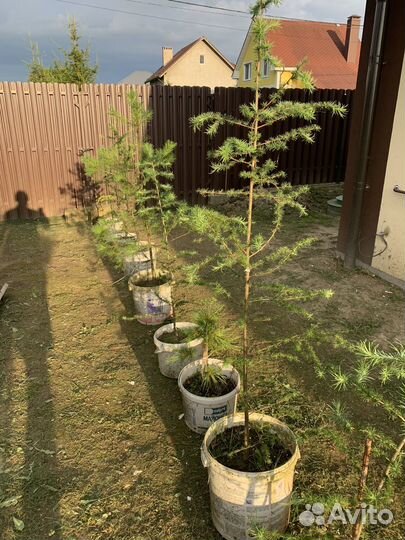 Лиственница