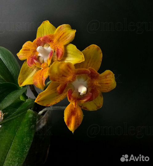 Цветущие фаленопсисы Black Piano/Broter princess