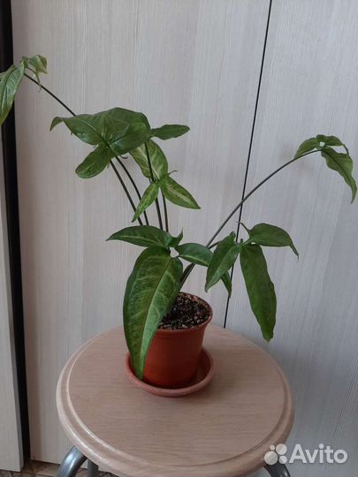 Сингониумы