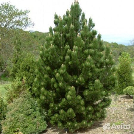 Сосна Русская с доставкой на дом