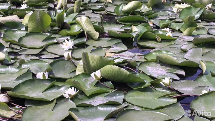 Экскурсии на лотос (лотосовые поля) в Астрахани