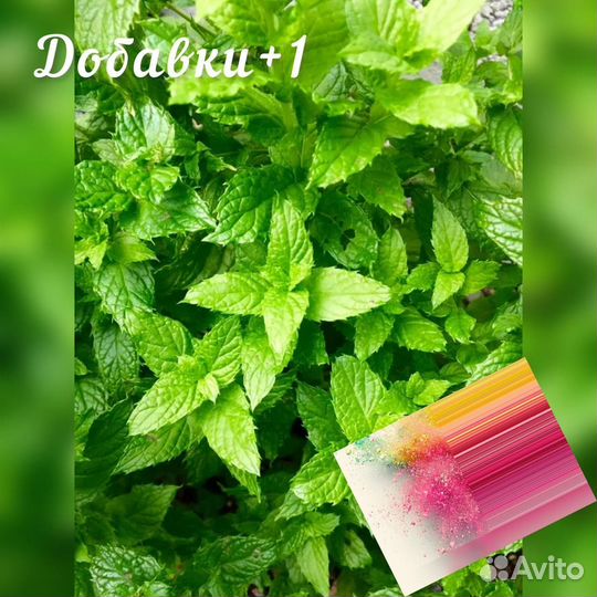 Мята сушенная