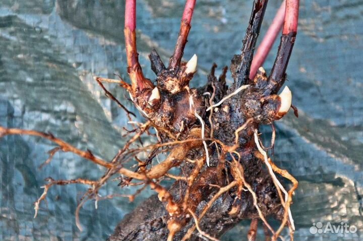 Пион Ред Суприм