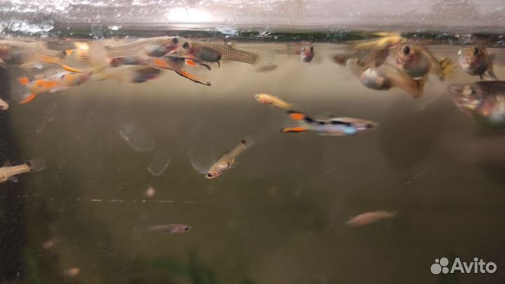 Мальки Гуппи Эндлера